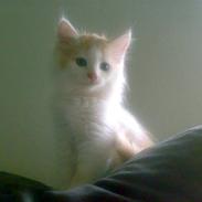 Blanding af racer Hebe - Maine Coon bld.