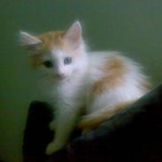Blanding af racer Hebe - Maine Coon bld.