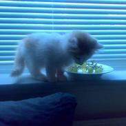 Blanding af racer Hebe - Maine Coon bld.
