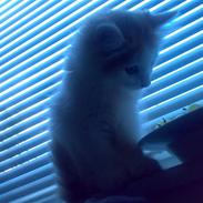 Blanding af racer Hebe - Maine Coon bld.