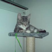 Blanding af racer Malibu