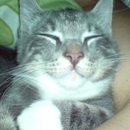 Blanding af racer Malibu