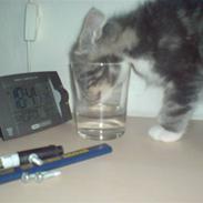 Blanding af racer Malibu