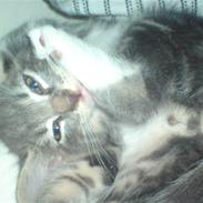 Blanding af racer Malibu