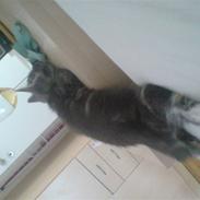 Blanding af racer Malibu