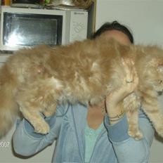 Maine Coon Venus P.