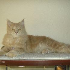 Maine Coon Venus P.