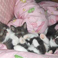 Huskat Plet, Pjok & Lille Lis Jr