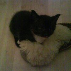 Huskat Plet, Pjok & Lille Lis Jr