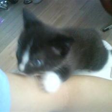 Huskat Plet, Pjok & Lille Lis Jr