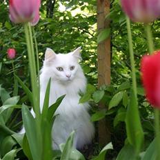 Norsk Skovkat Emma RIP