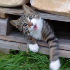 Blanding af racer Anton