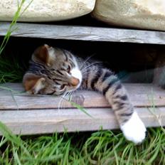 Blanding af racer Anton