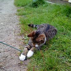 Blanding af racer Anton