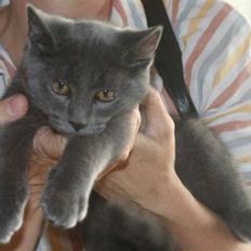 Huskat Sigurd Fafnersbane