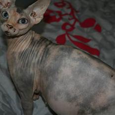 Sphynx Piacenca Coffee