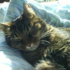 Huskat Sille R.I.P 2001-2011