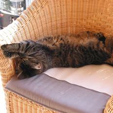 Huskat Sille R.I.P 2001-2011