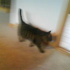 Huskat Sille R.I.P 2001-2011