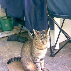 Huskat Chili - er gået bort...