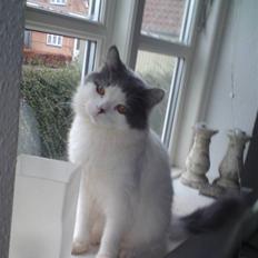 Blanding af racer Diego