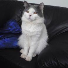 Blanding af racer Diego