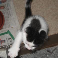 Blanding af racer Diego (Den frække)