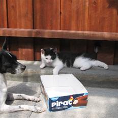 Blanding af racer Diego (Den frække)