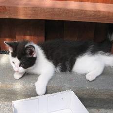 Blanding af racer Diego (Den frække)