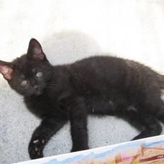 Blanding af racer Tiger (Den kloge)