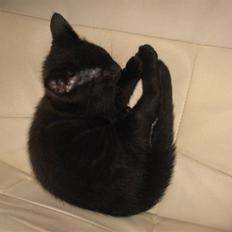 Blanding af racer Tiger (Den kloge)