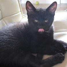 Blanding af racer Tiger (Den kloge)