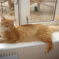 Maine Coon Hannibal   ( død )