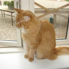 Maine Coon Hannibal   ( død )