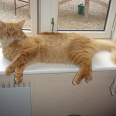 Maine Coon Hannibal   ( død )