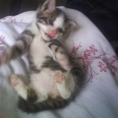 Blanding af racer Daisy :-) - 