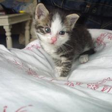 Blanding af racer Daisy :-) - 