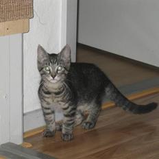 Huskat Bertil