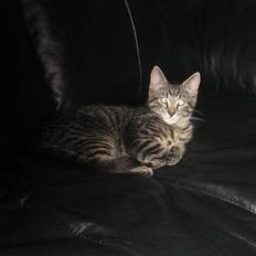 Huskat Bertil