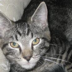 Huskat Bertil