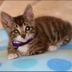 Blanding af racer Silas