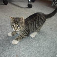 Blanding af racer Silas