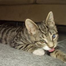 Blanding af racer Silas