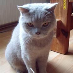 British Shorthair Wiki's Oskar da la renta