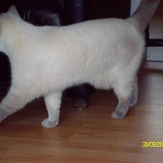 British Shorthair Wiki's Napaparri