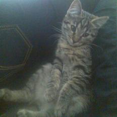 Blanding af racer Bailey