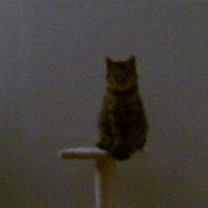 Blanding af racer Bailey