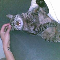 Blanding af racer Bailey