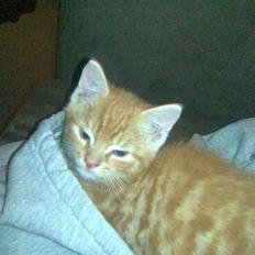 Blanding af racer Klunt