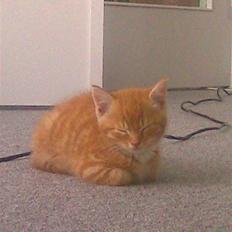 Blanding af racer Klunt